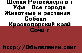 Щенки Ротвейлера в г.Уфа - Все города Животные и растения » Собаки   . Краснодарский край,Сочи г.